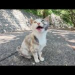 「モフってくれ！」と要求してくる三毛猫ちゃんをテーブルへ連れて行く(YouTube)