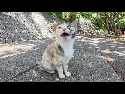 「モフってくれ！」と要求してくる三毛猫ちゃんをテーブルへ連れて行く(YouTube)