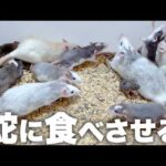 増えすぎたラットを蛇に食べさせる(YouTube)
