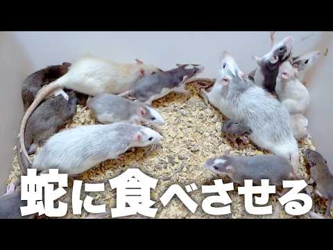 増えすぎたラットを蛇に食べさせる(YouTube)