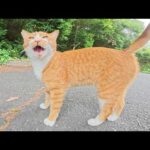 おしゃべりが止まらない茶シロ猫ちゃんをナデナデする(YouTube)