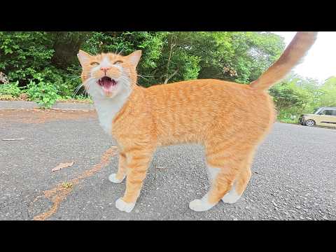 おしゃべりが止まらない茶シロ猫ちゃんをナデナデする(YouTube)