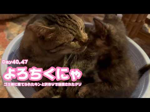 よろちくにゃ  ゴミ箱に棄てられたキンと訳ありで保護されたクリ  Day40 47  2026 05 27 1(YouTube)