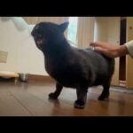 前向きに頑張るくーやん(YouTube)