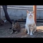 漁港で出会った猫ちゃん達、みんな逃げるけど一人だけ人懐っこい猫がいました(YouTube)
