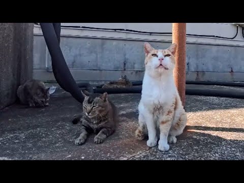 漁港で出会った猫ちゃん達、みんな逃げるけど一人だけ人懐っこい猫がいました(YouTube)