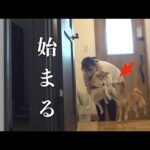 実家の柴犬の登場でママが大変なことになりました(YouTube)