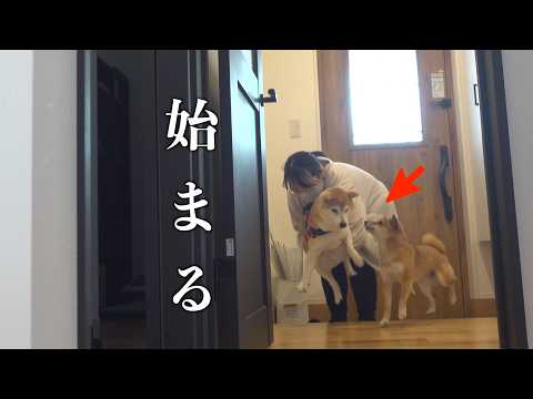 実家の柴犬の登場でママが大変なことになりました(YouTube)