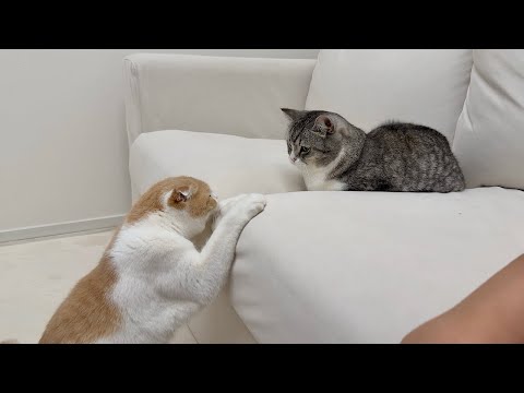 まだ遊びたくて兄を一生懸命誘ってた猫が可愛すぎましたw(YouTube)