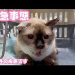 緊急事態  予想外の疾患です ミケ   2026 05 12 2(YouTube)