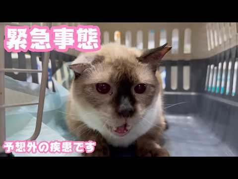 緊急事態  予想外の疾患です ミケ   2026 05 12 2(YouTube)