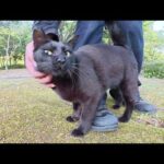 ツヤツヤの黒猫ちゃんが可愛い声で鳴きながら甘えてきた(YouTube)