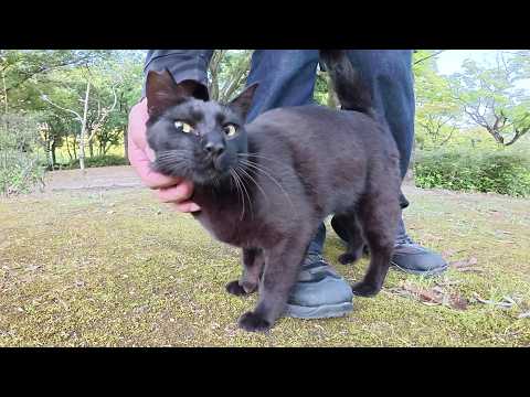 ツヤツヤの黒猫ちゃんが可愛い声で鳴きながら甘えてきた(YouTube)