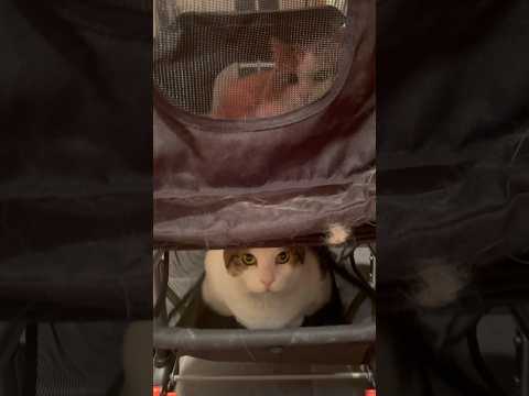 そこに乗る発送なかったわぁ〜(YouTube)