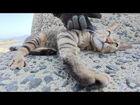 可愛い声で話しかけてくるのに、モフると暴れるキジトラ猫(YouTube)