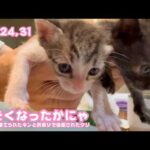 おおきくなったかにゃ  ゴミ箱に棄てられたキンと訳ありで保護されたクリ  Day24,31   2026 05 10 2(YouTube)