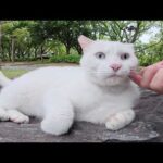 ブルーの瞳の白猫ちゃんが公園をパトロールしていたら…(YouTube)