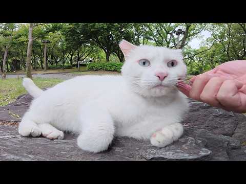 ブルーの瞳の白猫ちゃんが公園をパトロールしていたら…(YouTube)