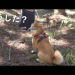 お別れ会の山道で、柴犬が突然“拒否犬”になりました。。(YouTube)