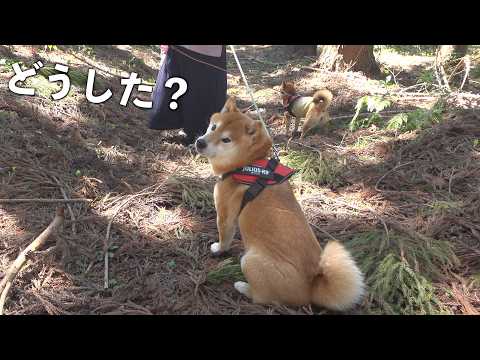 お別れ会の山道で、柴犬が突然“拒否犬”になりました。。(YouTube)