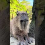 #カピバラ#capybara #癒し(YouTube)