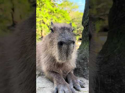 #カピバラ#capybara #癒し(YouTube)