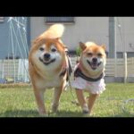 パパを置いて旅に出た柴犬、最後が反則でした。。(YouTube)