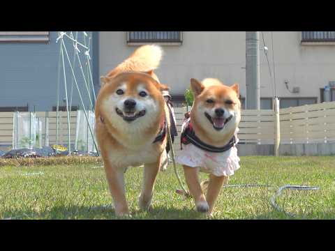 パパを置いて旅に出た柴犬、最後が反則でした。。(YouTube)