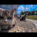 猫島の猫の集会所に向かうと猫たち集まってきた(YouTube)