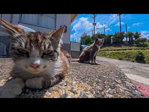 猫島の猫の集会所に向かうと猫たち集まってきた(YouTube)