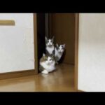 オスがよってくる音でよってくる足が短めのオス猫2匹(YouTube)