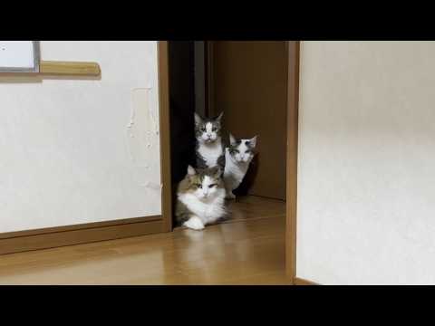 オスがよってくる音でよってくる足が短めのオス猫2匹(YouTube)
