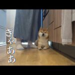 唐突に聞こえる悲鳴‥柴犬の親分が動きました。(YouTube)