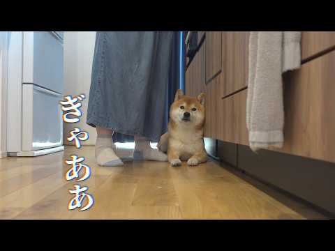唐突に聞こえる悲鳴‥柴犬の親分が動きました。(YouTube)