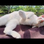 人間にモフられると、ハイテンションで転げ回る薄茶シロ猫ちゃん(YouTube)