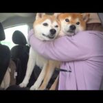 実家の柴犬、一週間ぶりにお袋と再会へ。(YouTube)