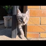 漁港の街の路地裏で子猫の兄弟と出会った(YouTube)