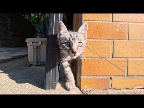 漁港の街の路地裏で子猫の兄弟と出会った(YouTube)