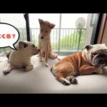 我が家を生後3ヶ月で卒業した子犬に会いに行ったらトンデモない大きさになってました(笑)(YouTube)