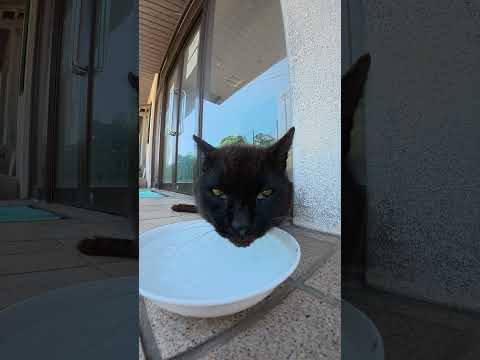 黒猫が水を飲む様子をスローモーションで観察してみた #猫 #ねこ #cat(YouTube)
