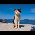 防波堤の上にモフられに上ってきた三毛猫ちゃんがかわいすぎた(YouTube)