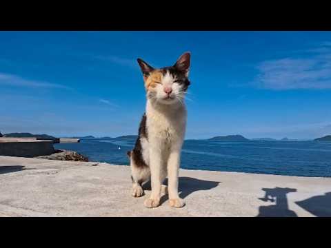 防波堤の上にモフられに上ってきた三毛猫ちゃんがかわいすぎた(YouTube)