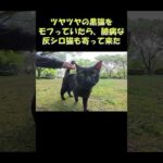 ツヤツヤの黒猫をモフっていたら、臆病な灰シロ猫も寄って来た #猫 #ねこ #cat(YouTube)