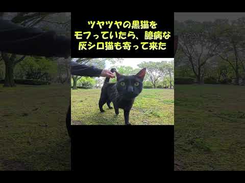 ツヤツヤの黒猫をモフっていたら、臆病な灰シロ猫も寄って来た #猫 #ねこ #cat(YouTube)