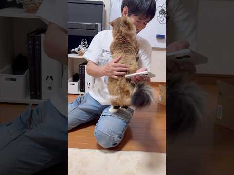 お父さん、大好きです(YouTube)
