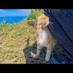 絶景の展望所に一人ぼっちで暮らす猫ちゃんは超甘えん坊(YouTube)