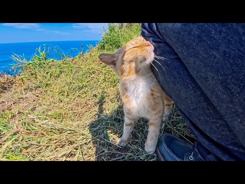 絶景の展望所に一人ぼっちで暮らす猫ちゃんは超甘えん坊(YouTube)