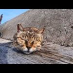 港近くで寝ていたキジトラ猫ちゃんを撫でる(YouTube)