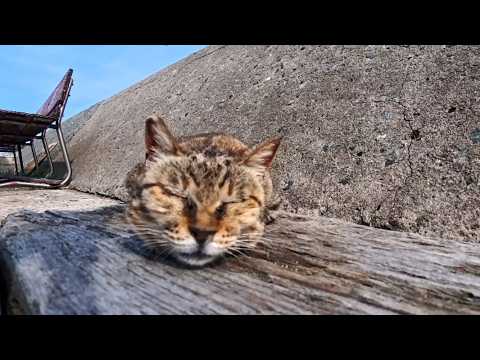 港近くで寝ていたキジトラ猫ちゃんを撫でる(YouTube)