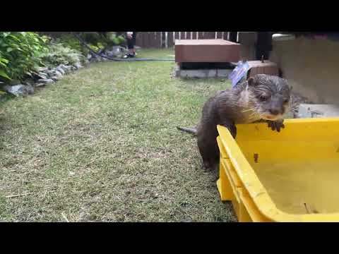 やっぱり手に持ったり手遊びしたりが好きなカワウソのさくら Sakura, the otter who really loves playing with her paws(YouTube)